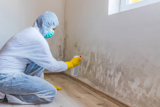 Licensed Basement Mold Remediation service in Mount Holly, NC - WQB Mold Removal
