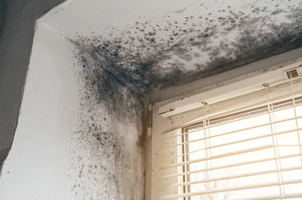 Affordable Basement Mold Remediation solutions in Mount Holly, NC